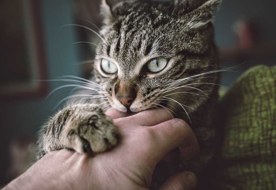 [Video] Mire este gato de dos patas jugando