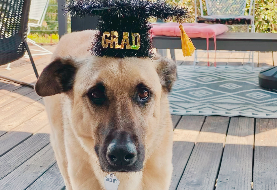 [Video] Perro se graduó junto con su dueña