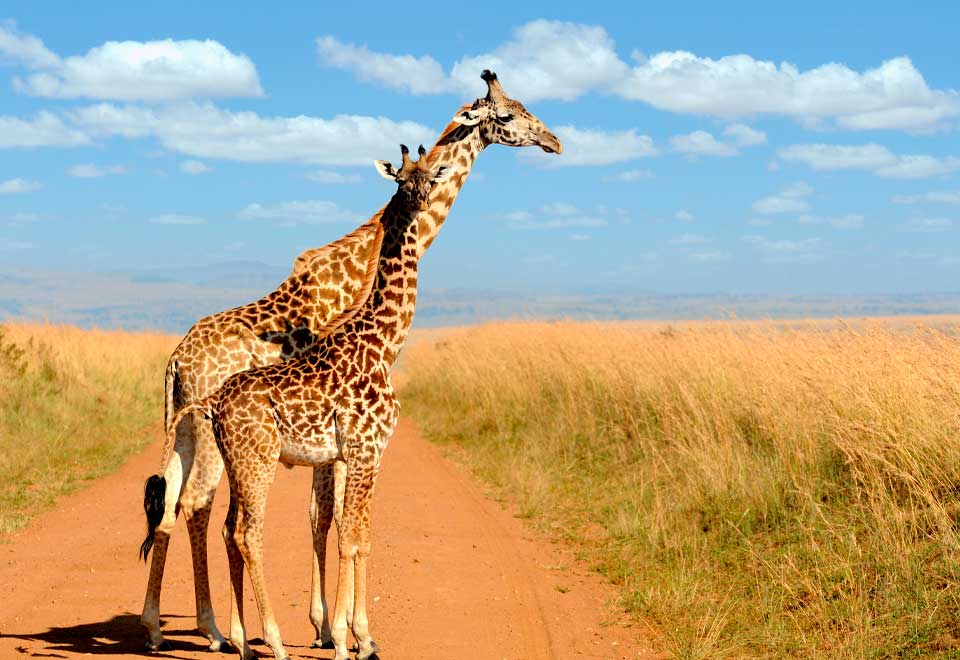 [Video] Conozca una jirafa que nació sin manchas