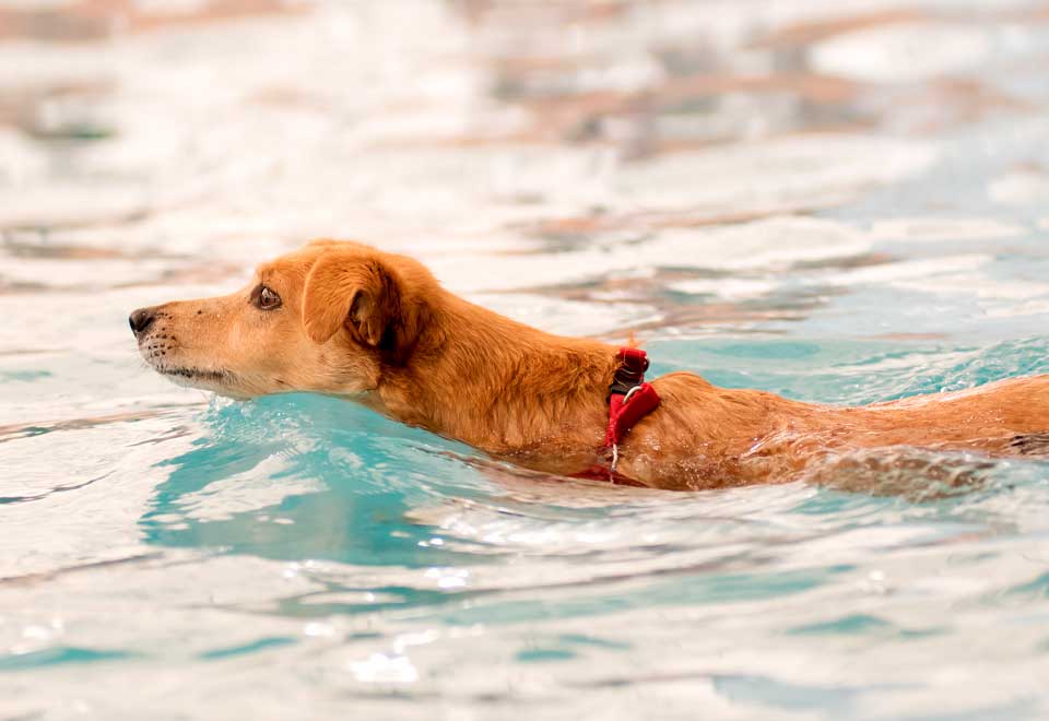 Ni un humano nada como este perro