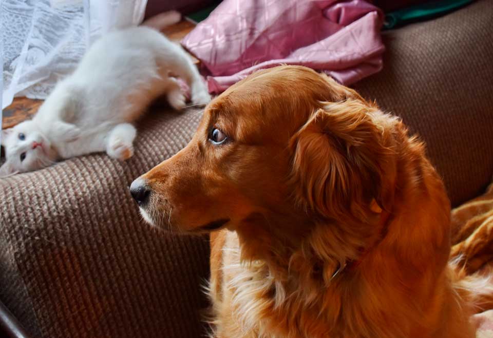 [Video] La reacción de este gato jugando con un perro se volvo viral