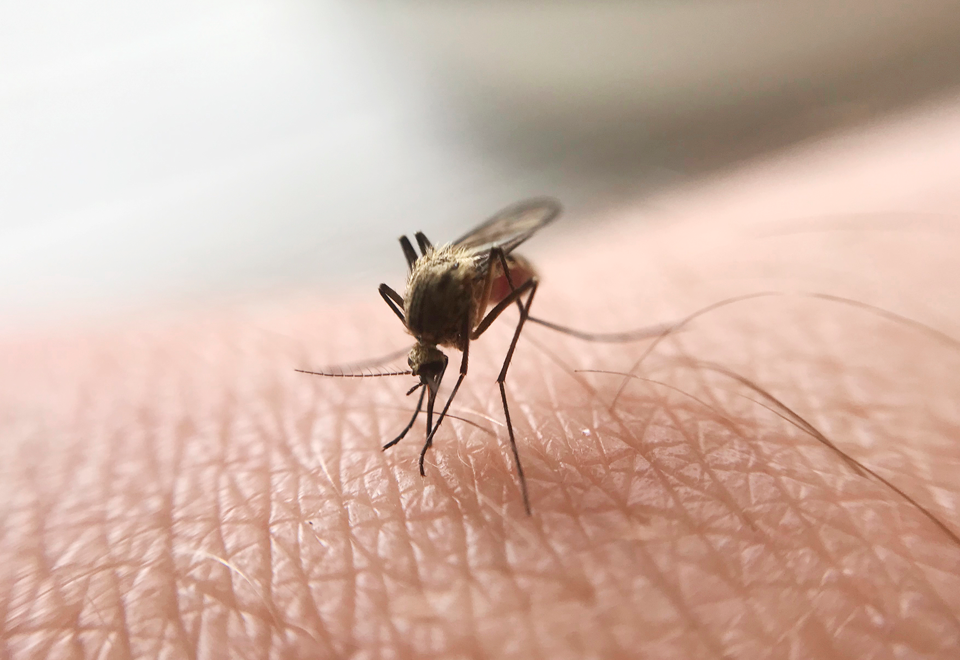 ¿Por qué pican los mosquitos?