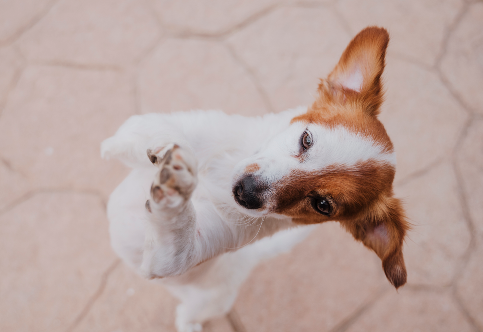 [Video] ¿Qué tal lo que hizo este perro?