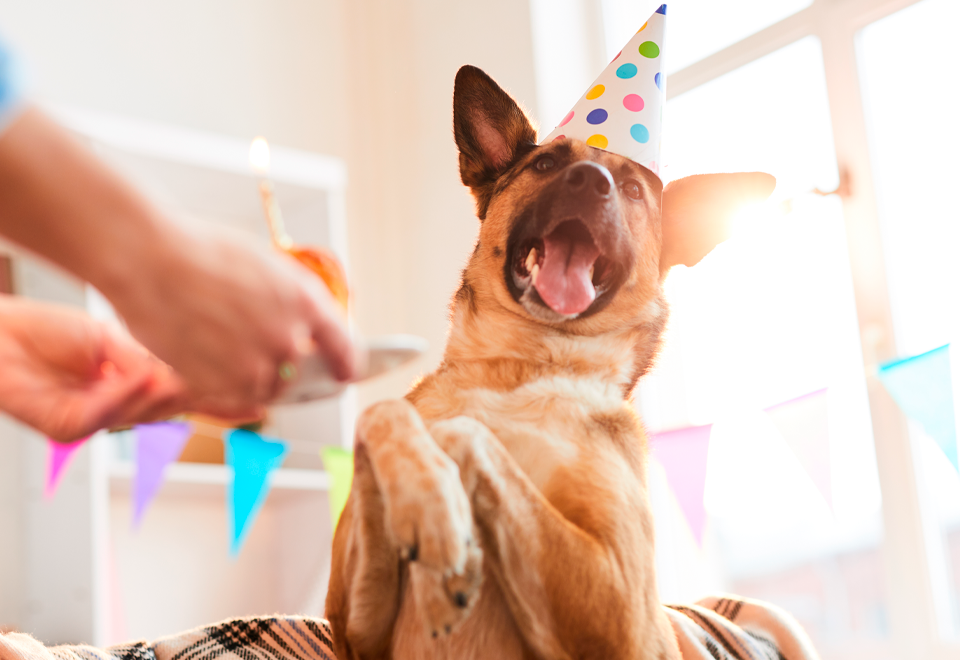 [Video] ¿Es real lo que hace este perro?