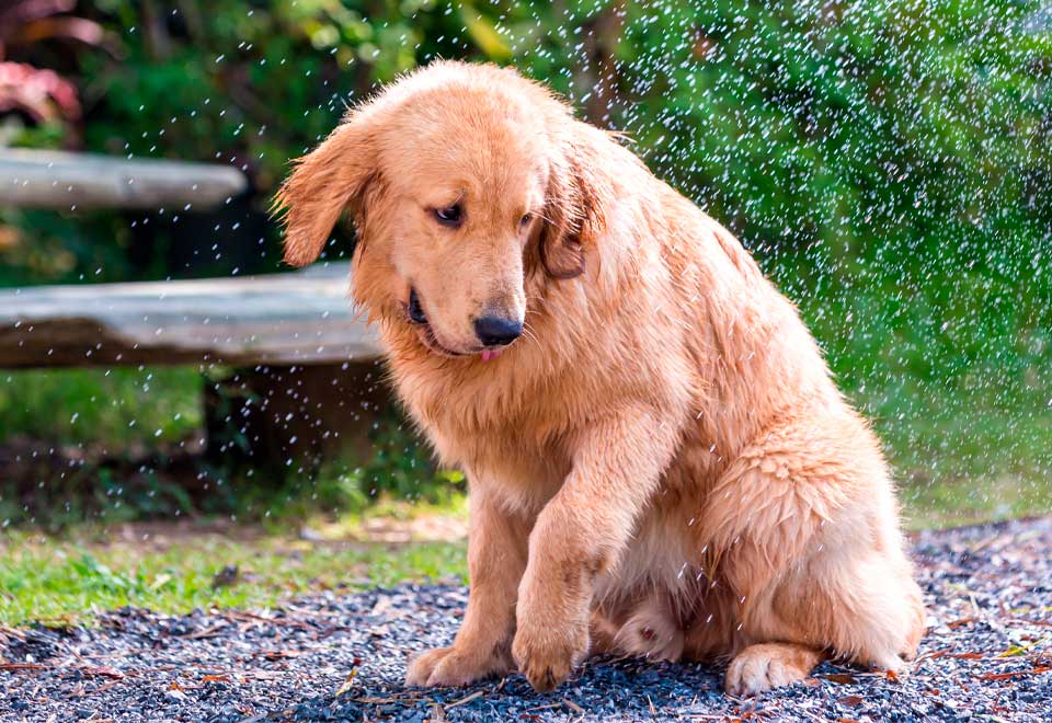 [Video] Locales ayudan a perros por el invierno