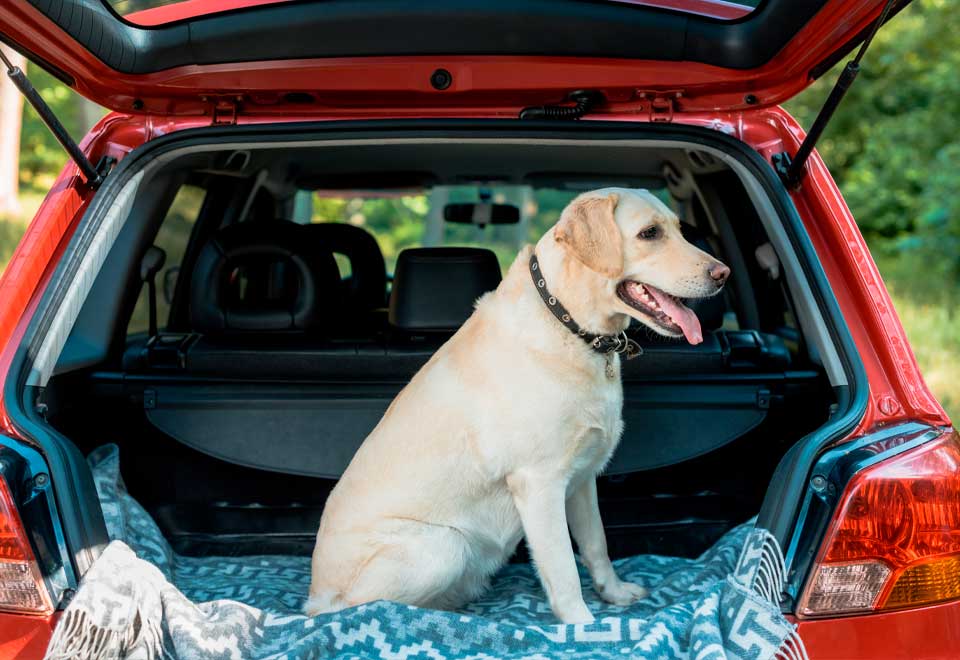 Perro ayuda a empujar carro varado