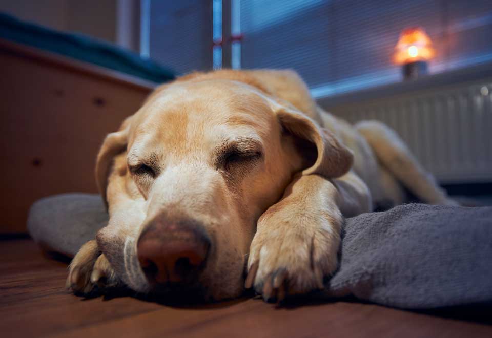 [Video] Un perro en una misión imposible
