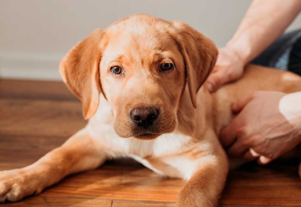 [Video] Perro no deja entrar a su dueño en el gym