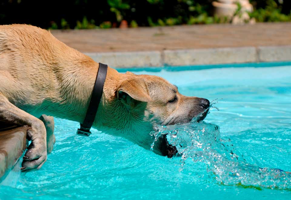 [Video] Aquí todo el mundo descansa