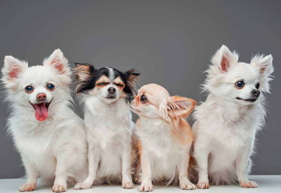 [Video] Así rescataron a perritos que estaban enfermos en criadero clandestino en Bogotá