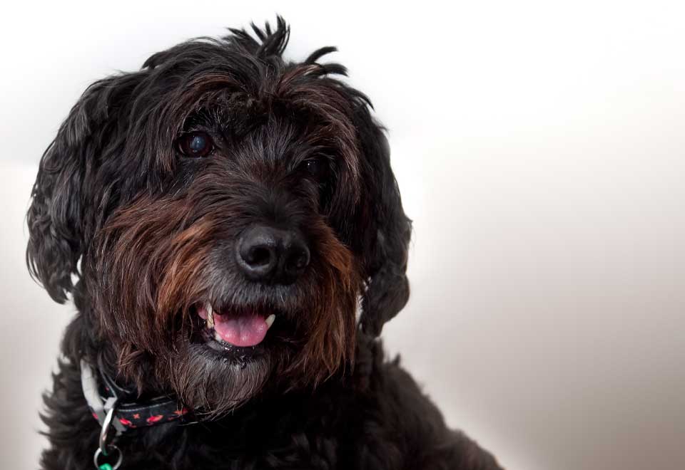 [Video] Un perro se encuentra con la mujer que lo rescató y esto pasó