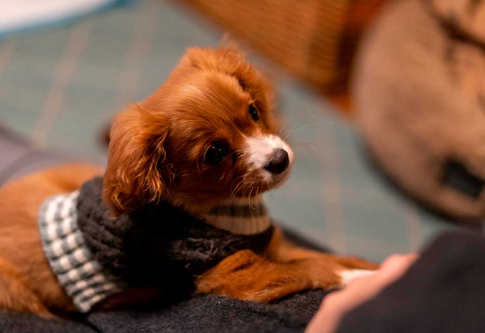 La ternura hecho perro