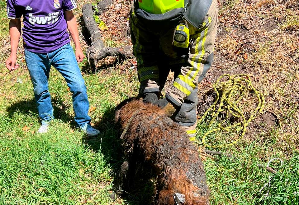 [Video] Bomberos rescataron a un perro que se cayó a un canal de agua en Bogotá