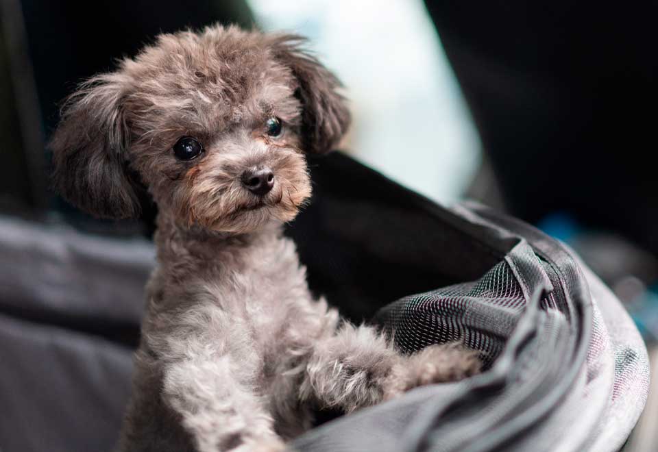[Video] ¡Que tierno! Perro sale corriendo a saludar a su dueña