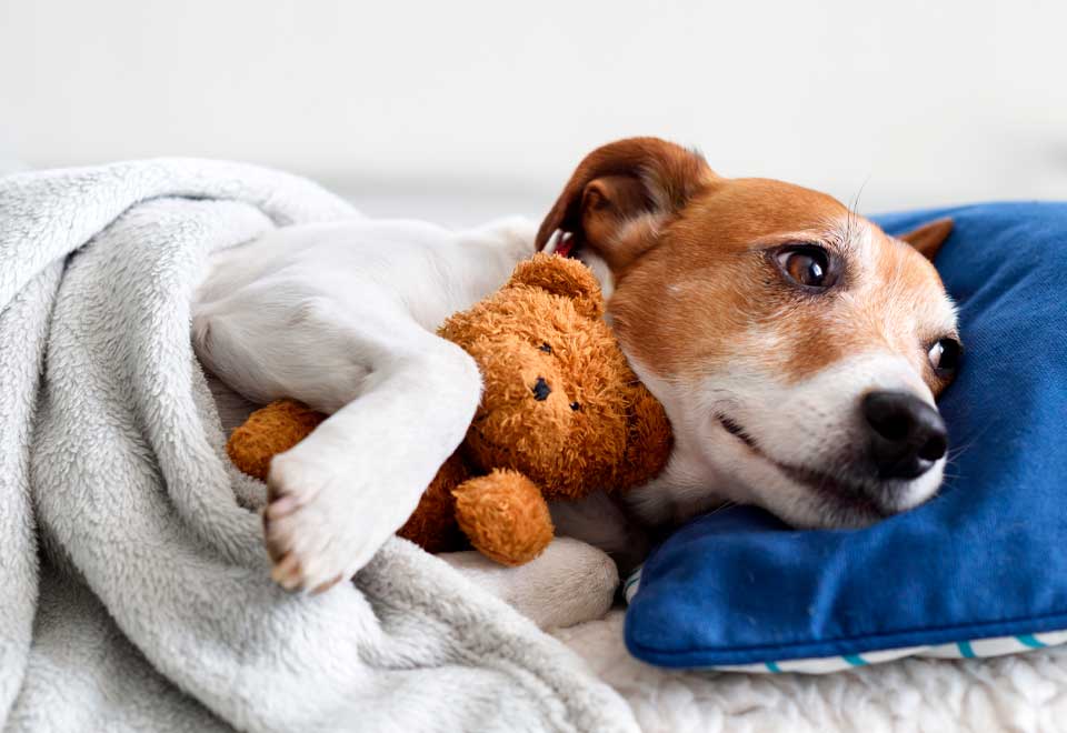 [Video] Mire Lo que pasó con este perro rescatado de la calle