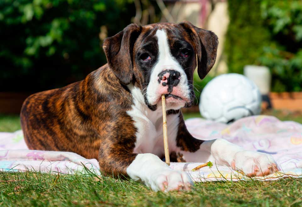 Niño caliente a un perro con una fogata ¡Muy tierno!