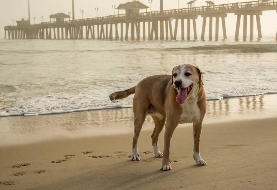 [Video] Familia llevó a un perrito a la playa antes de morir