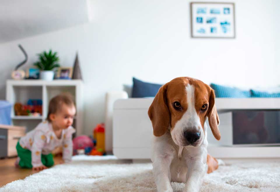 [Video] Mire lo que hizo este perro con un bebe