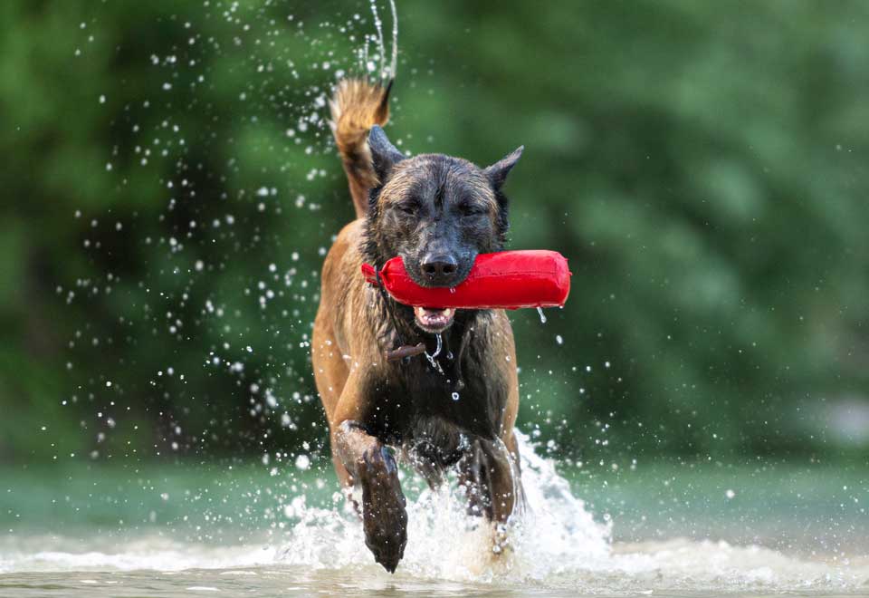 [Video] La felicidad hecha perro