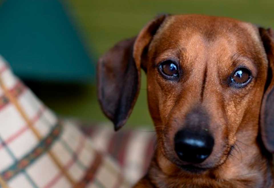 [Video] Perro compartía su alimento con peluches