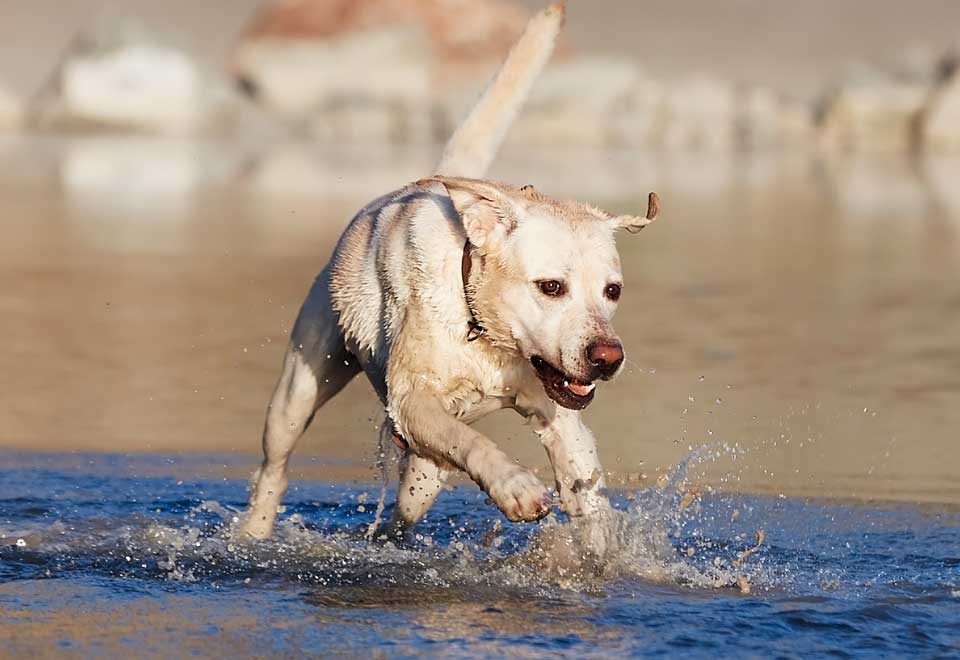 [Video] Perro se robó el pollo del almuerzo