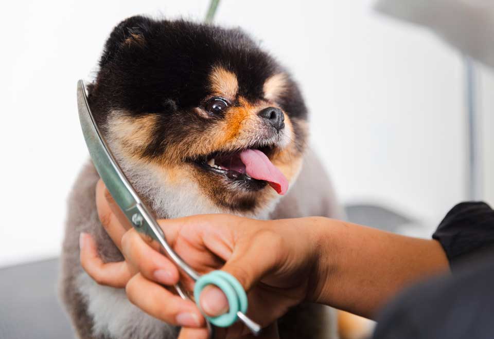 Este perro tiene una vida que muchos quisieran