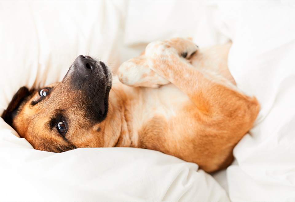 [Video] Si él no duerme nadie lo hace