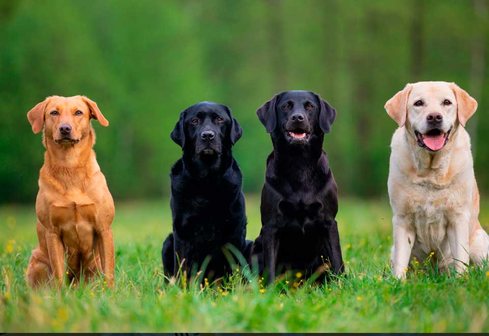4 perros cuidan a un bebe mientras duerme