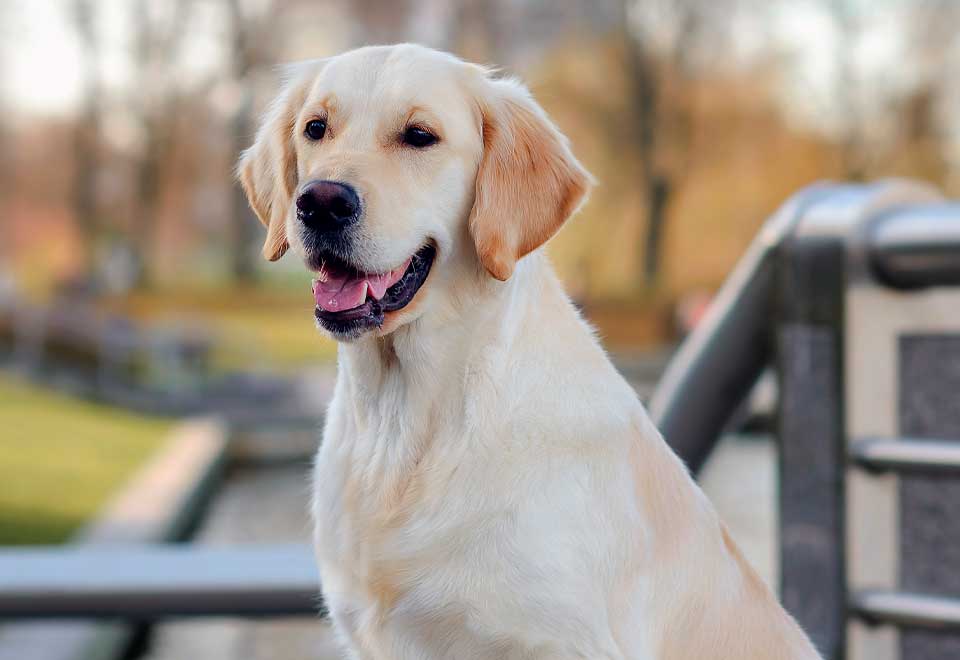[Video] Perro avisa al su dueño para parquear el carro