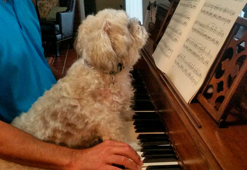 Vean a este perro tocar piano y cantar
