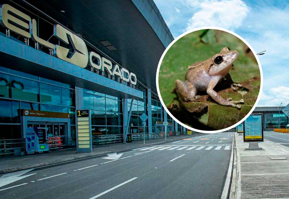 Mujer fue capturada intentando sacar 130 venenosas del país en El Dorado