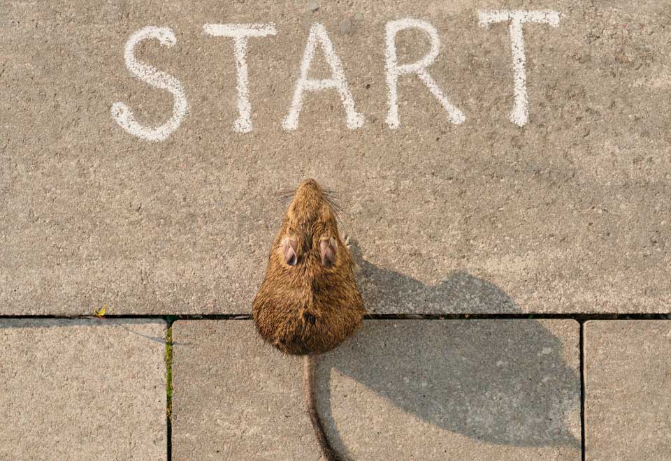 Más ratas que humanos en Nueva York