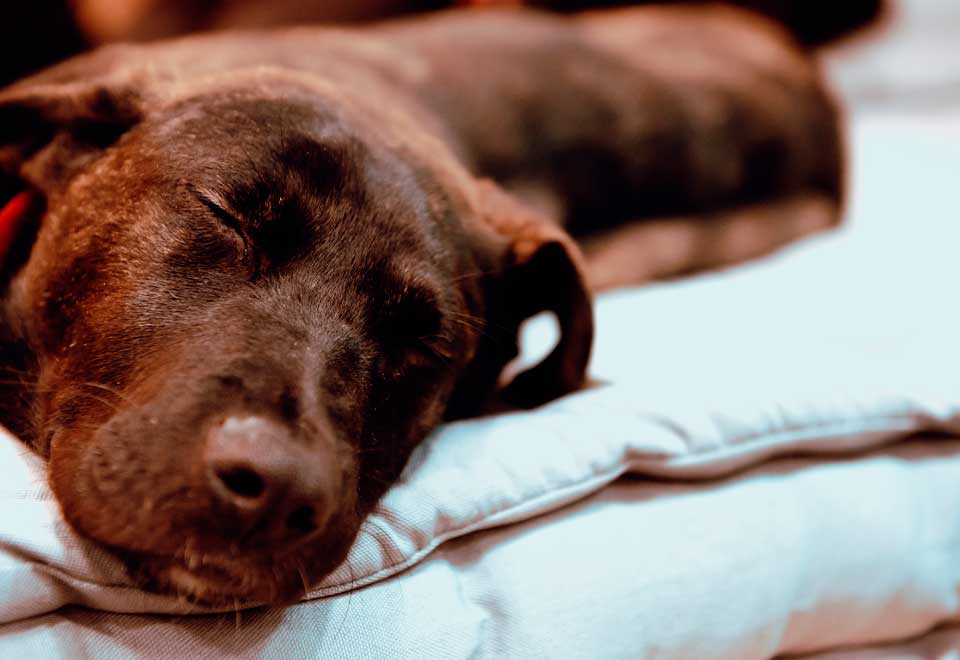 [Video] Perrito se quedó dormido en un carro y se volvió viral