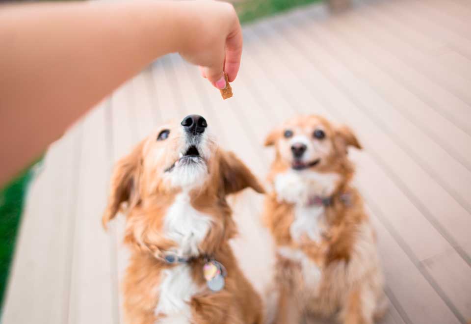 [Video] Mire estos perros saltando lazo