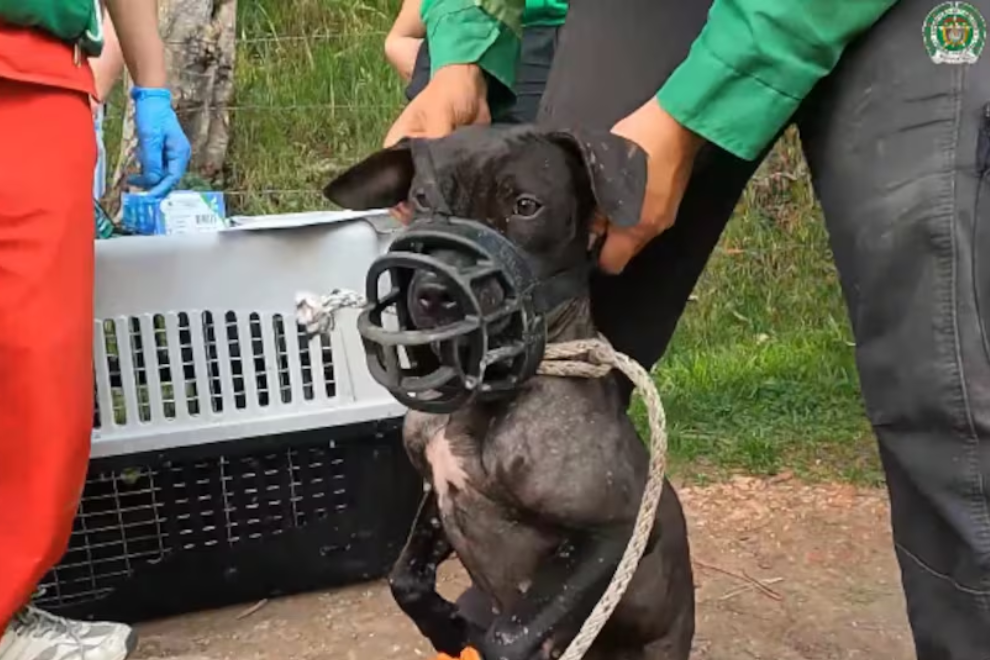Condenan a 13 integrantes de red de peleas de perros que operaba en La Calera