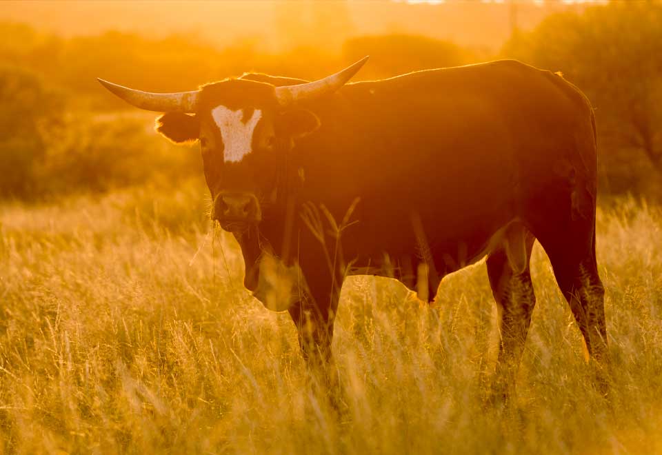[Video] Mire porque este toro se volvió viral