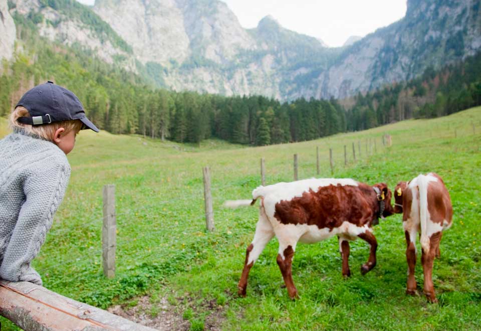 [Video] El amor increíble entre un humano y una vaca